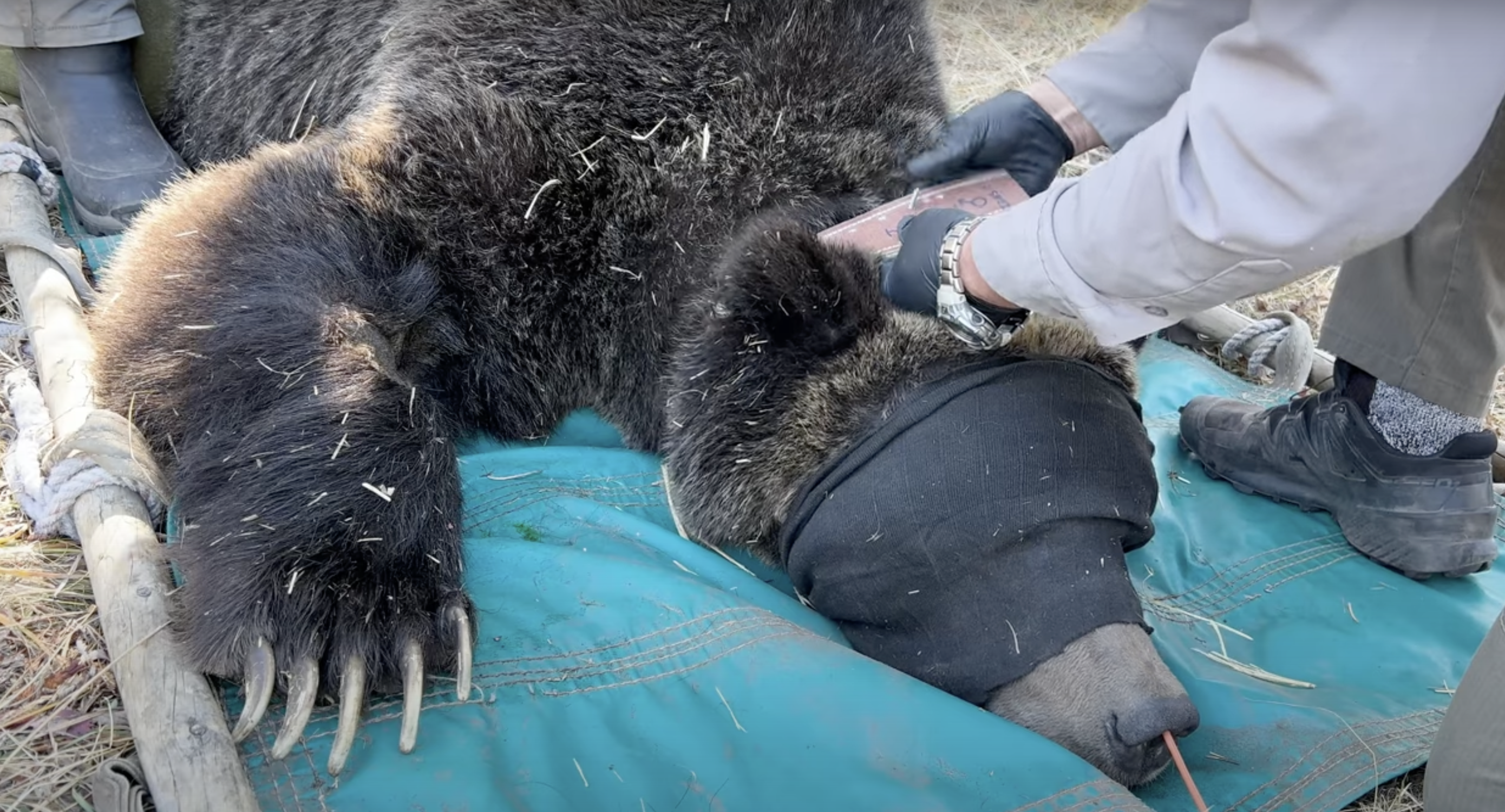Minute Out In It: Collaring a Grizzly Bear