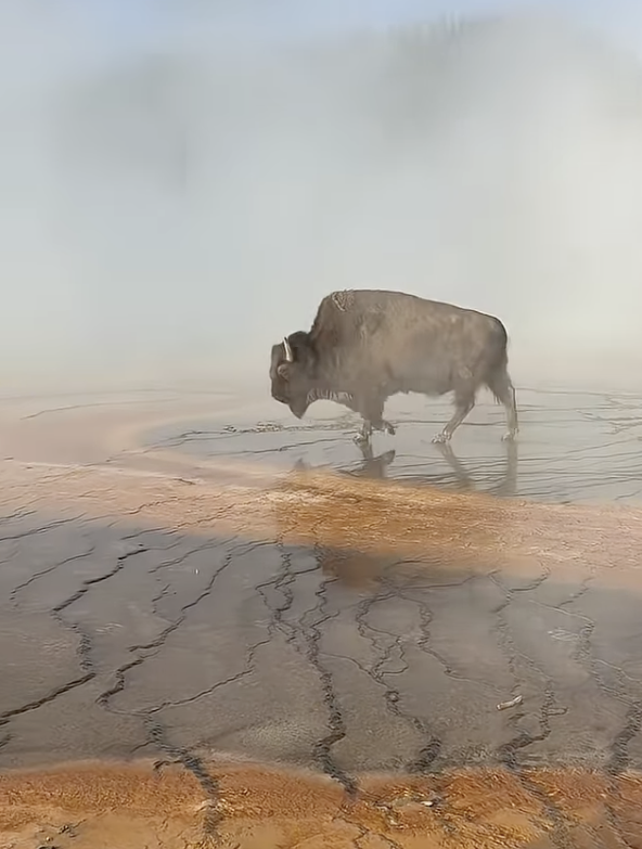 Bison dies in Yellowstone Thermal Springs - 6/21/2025